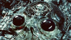 King Gizzard & the Lizard Wizard : quand le métal fusionne avec l’inconnu