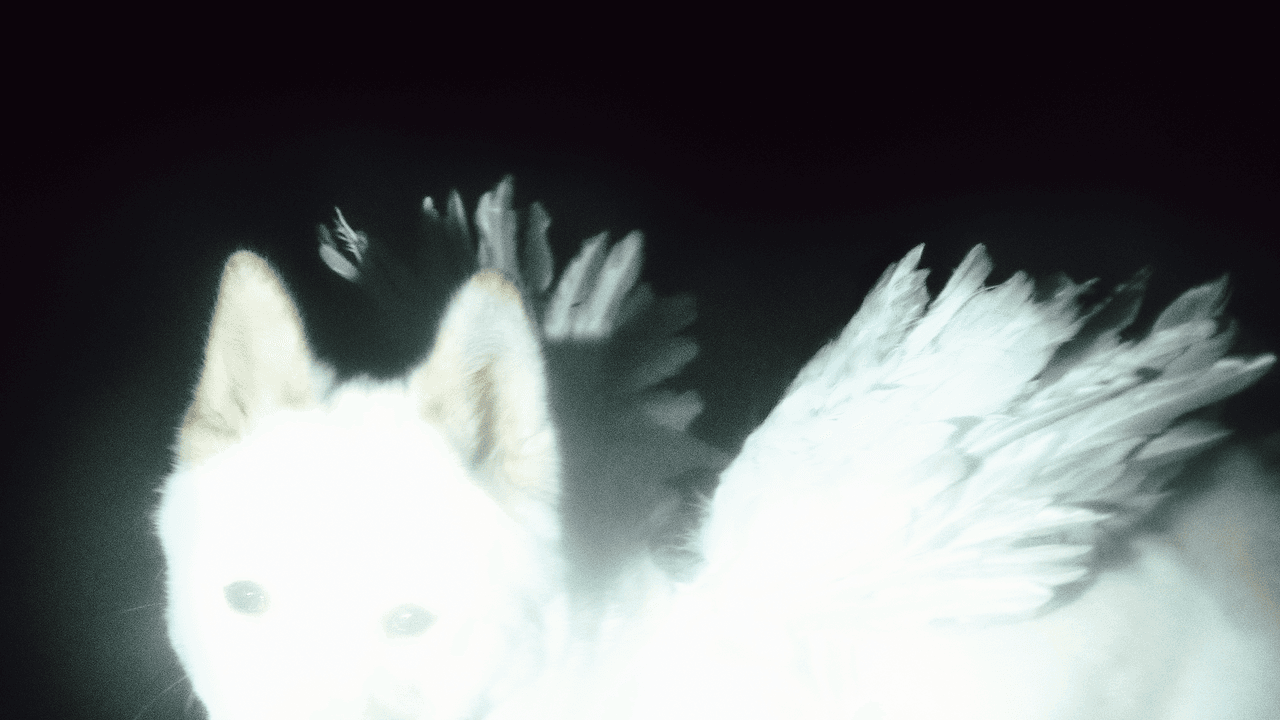 Fat Dog : l’imprévisible chaos psychédélique et punk de « WOLVES » enfin en pleine lumière