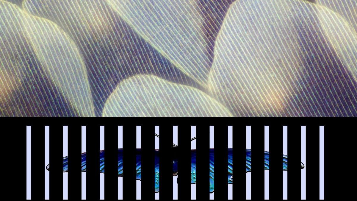 Dummy : voyage onirique au cœur du trip-hop mélancolique